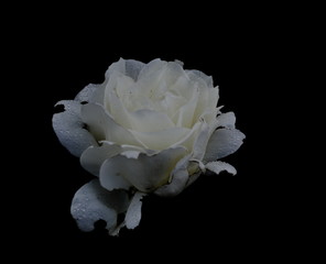A white rose	