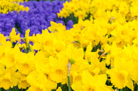 Flower bed with yellow daffodils anf blue hyacinths flowers blooming in the Keukenhof spring garden from Lisse- Netherlands.;