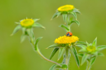 Beautiful ladybug on leaf defocused background