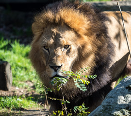 The lion, Panthera leo is one of the four big cats in the genus Panthera