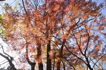 黄葉する木