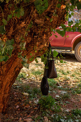 arbol y bolsos