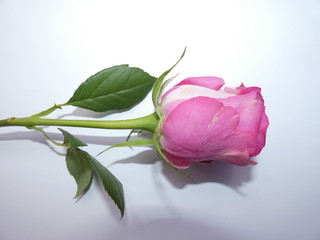 Rosa ed Amore