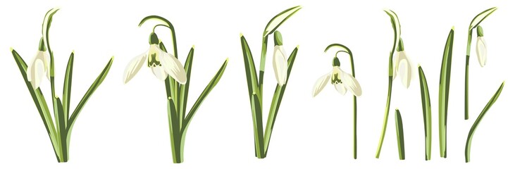 Set of yellow spring snowdrops flowers on white background. Isolated elements for your design.