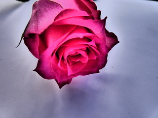Rosa ed Amore