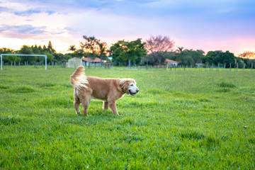 cachorro golden retriever brincando na grama