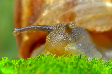 Close up  beautiful Snail in the garden
