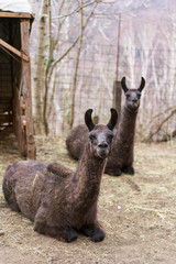 Two swiss brown lamas in a farm © Buebelina