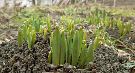 Spring flowers like daffodils began to grow