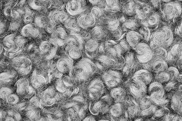 Close up view of grey astrakhan caracul. Lamb fur texture. Background for designers.