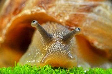 Close up  beautiful Snail in the garden