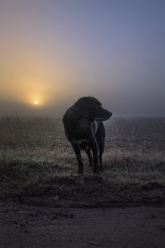 Labrador Springer walking off field at colourful sunrise