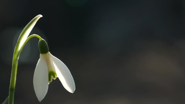 Snowdrop Top