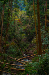 大阪箕面の台風被害・倒木のある山林の風景
