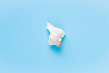 Composition of exotic sea shells on a blue background. Summer concept. Flat Lay. Top View