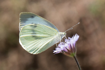 butterfly on a flower