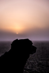 Portrait of dog at sunrise