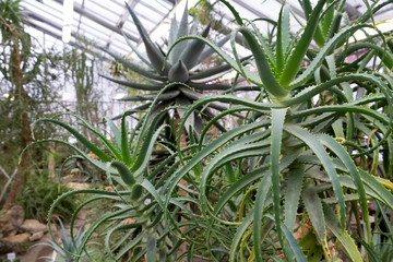 Fototapeta premium Aloe vera plants, tropical green plants tolerate hot weather. - Image