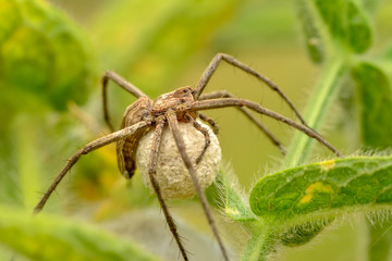 Close up Spider's nest,   Cobweb spider. They started making silk to protect their bodies and their eggs.