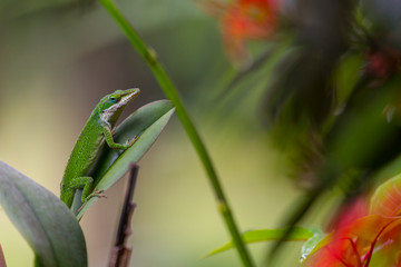 Green Anole on leaf with blurry flowers