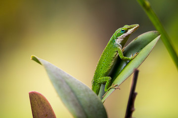 Green Anole on Leaf