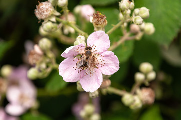 Bienen bestäuben Blumen und sammeln Nektar