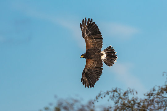 Harris's hawk, Parabuteo unicinctus, bay-winged hawk or dusky hawk