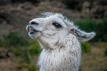 perfil llama