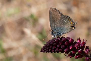 butterfly on flower