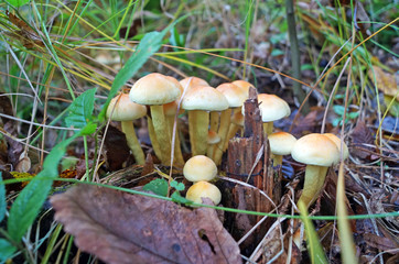 Mushrooms with beige cap and white leg grows in foliage in the forest on an autumn day