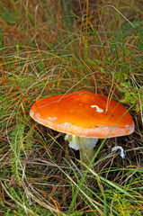 Amanita with a red hat and a white leg growing in the grass in the forest on an autumn day growing in the grass in the forest on an autumn day