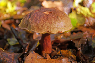 Boletus erythropos mushroom with a brown hat and a red leg in the autumn forest in the grass and leaves