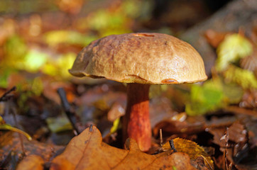 Boletus erythropos mushroom with a brown hat and a red leg in the autumn forest in the grass and leaves