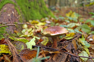 Boletus erythropos mushroom with a brown hat and a red leg in the autumn forest in the grass and leaves