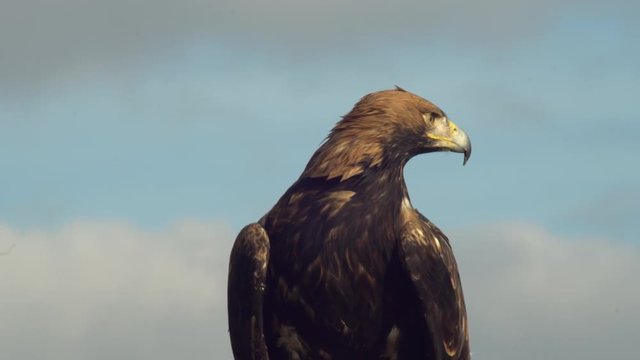 Spanish imperial eagle with its piercing look and majestic elegance   