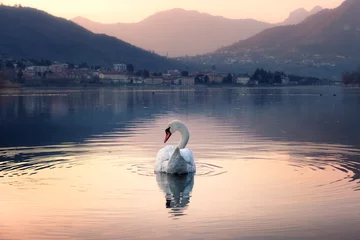 Fotobehang The swan © afinocchiaro