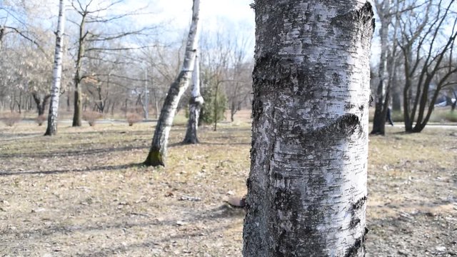 View of one tree in the forest Park of the city.