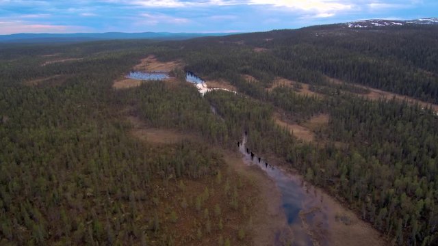 Aerial view of spruce forest and swamp in spring time. Taiga landscape on a cloudy day