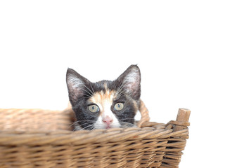 Fototapeta na wymiar junge bunte Katze im Korb