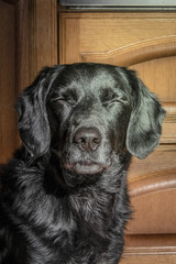 Black dog squinting in sunlight - portrait