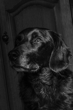 Labrador Springer Spaniel Cross looking for food from owner