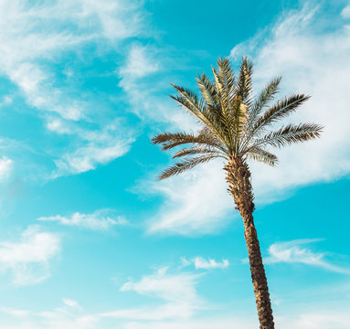 single palm tree against the clear blue turquoise sky