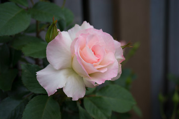 Elegant pink rose flower in full bloom in the garden