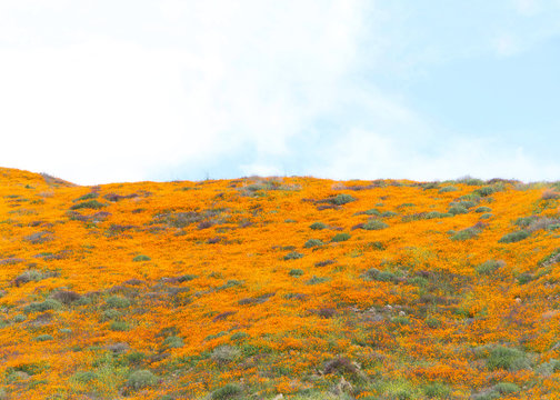 3 039 Best Super Bloom Images Stock Photos Vectors Adobe Stock