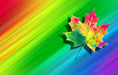 colors of rainbow. color concept in nature. bright colorful autumn maple leaf. copy spaces.
