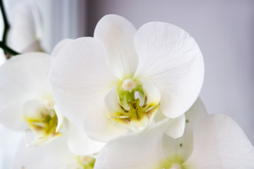 Naklejka na ściany i meble Beautiful flower Orchid, white phalaenopsis is standing by the window on the window sill in the room.