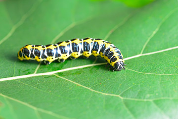 The caterpillar is on the green leaves