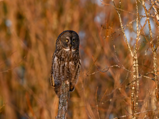 Great Grey Owl in Winter