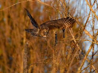 Great Grey Owl Taken Off in Winter