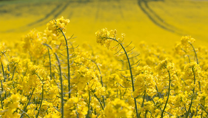 Field of  yellow oilseed rape 